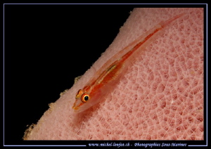 Little Red Goby on a Sponge. by Michel Lonfat 